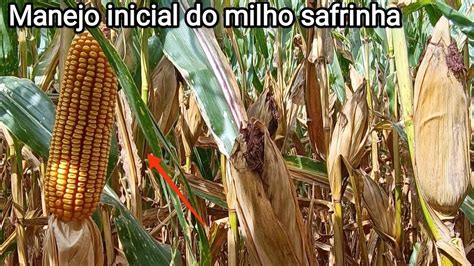 Manejo Milho Safrinha Manejos Inciais Youtube