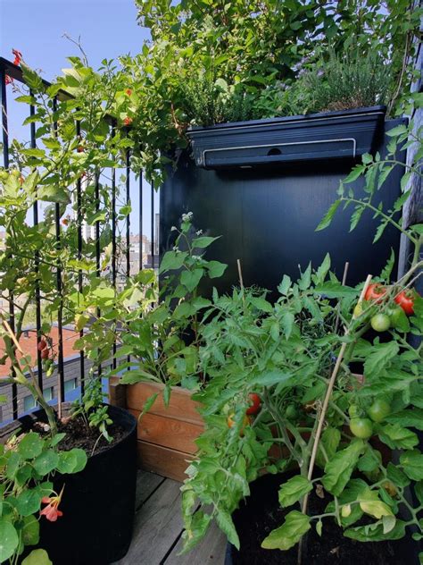 create  permaculture balcony  grow   food  wildly