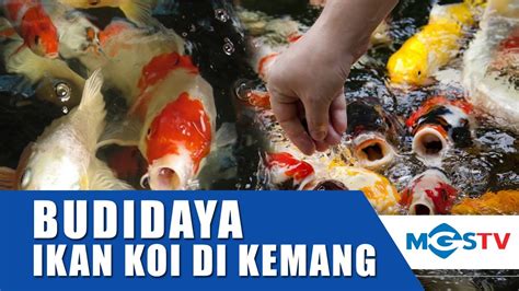 Peternakan Ikan Koi Di Kawasan Kemang Bogor Youtube