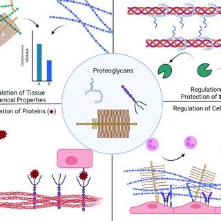 Categories Of Proteoglycan Functions In The ECM Created With