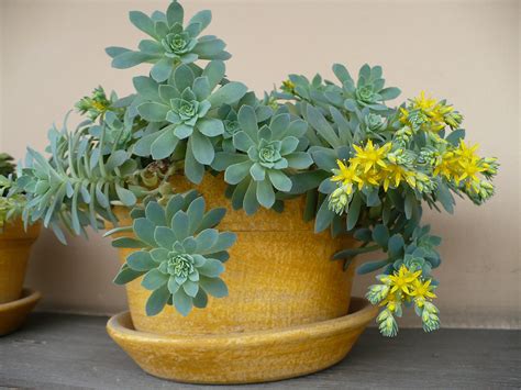 Sedum Palmeri 20 Seeds — Rareplant