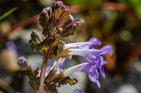 Glechoma Hederacea Gundermann Glechoma Hederacea C Flickr