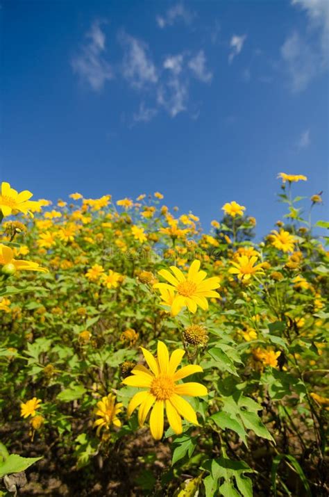 Mexican Sunflower Weed Stock Photo Image Of Natural 82595314