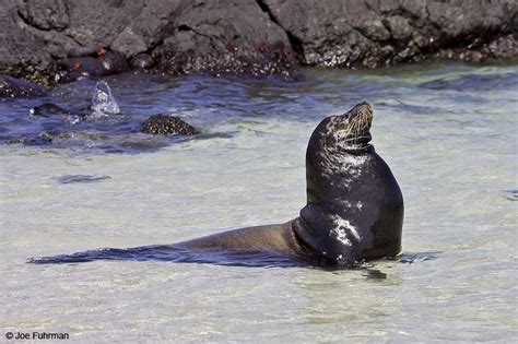 Galapagos Sea Lion – Joe Fuhrman Photography