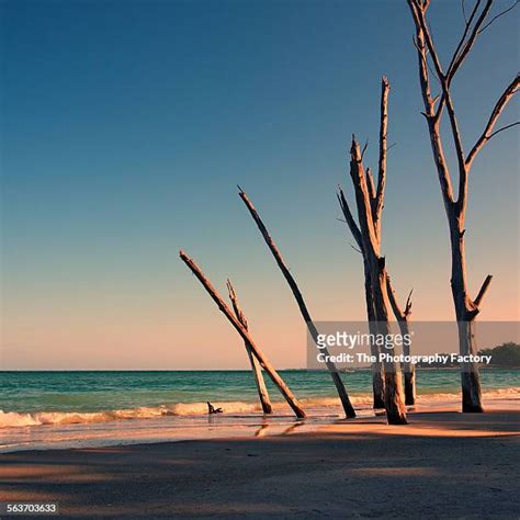 Disappearing Island Florida Photos And Premium High Res Pictures