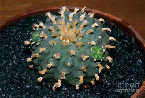 Peyote Cactus Lophophora Williamsii By George Postscience Photo Library