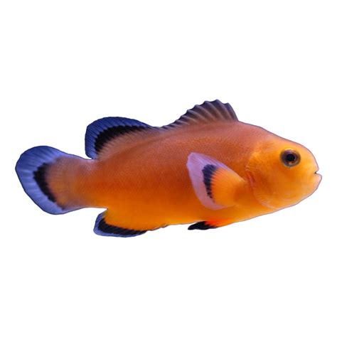 Naked Ocellaris Clownfish For Sale Petco