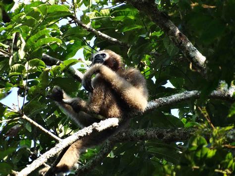 Tree Bridges Help Hoolock Gibbons In India Mongabay Kids