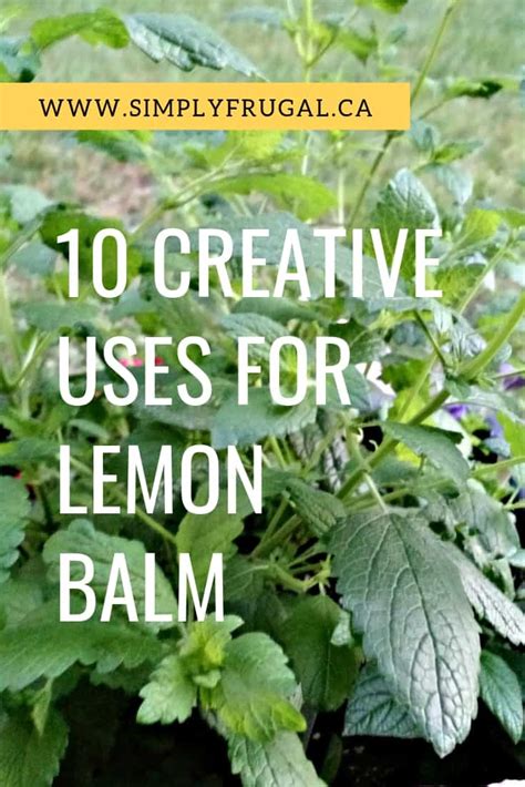 10 Uses for Lemon Balm