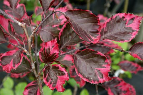 Beech Gammons Garden Center And Landscape Nursery