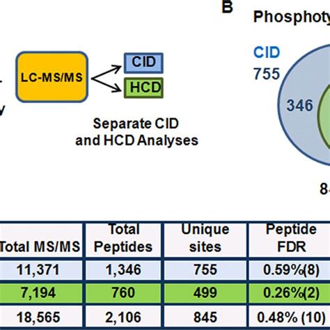 Cid And Hcd Type Fragmentation For Phosphotyrosine Antibody Enriched