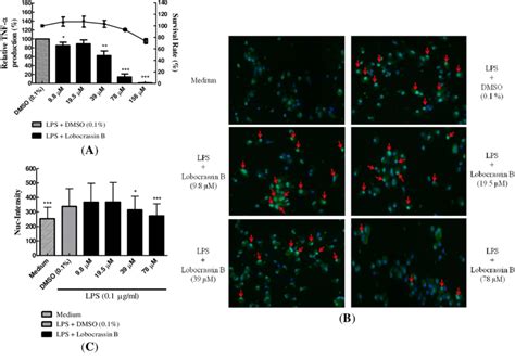 Dose Dependent Inhibition Of Tnf α Production And Nf κb P65 Nuclear