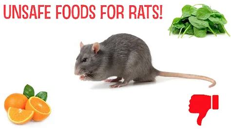 What foods are poisonous to rats? (2025)