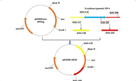 Construction Of Recombinant Plasmid Poj260 Δ0101 The Upstream And