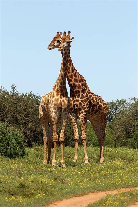 African Giraffes 089 Photograph by Bob Langrish - Fine Art America