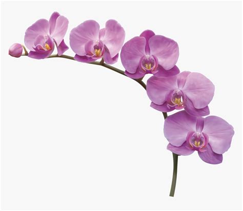 Kw 92 Png V Orchid Flower Png Transparent Png Kindpng