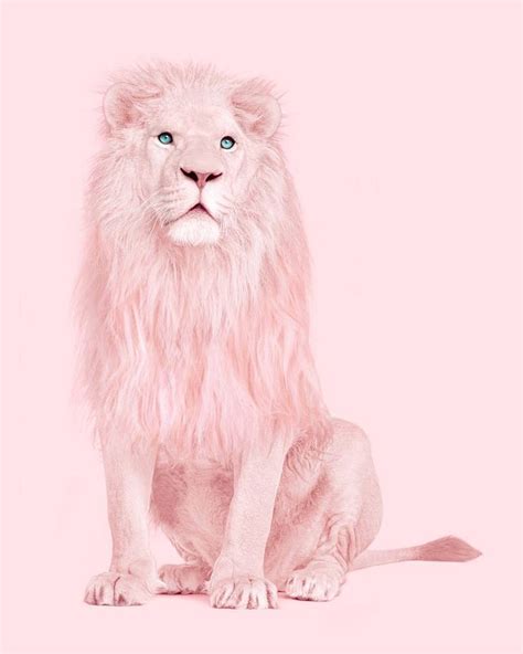 Society On Instagram Albino Lion By Paulfuentes Design On