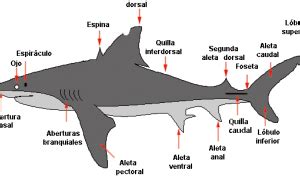 Las 6 partes de un tiburón