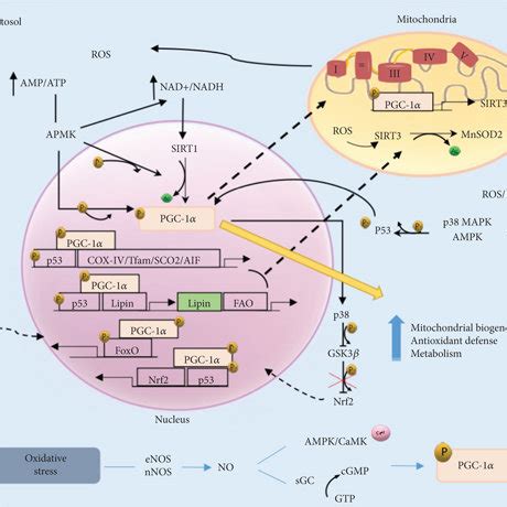 Pdf Pgc Inflammation And Oxidative Stress An Integrative View