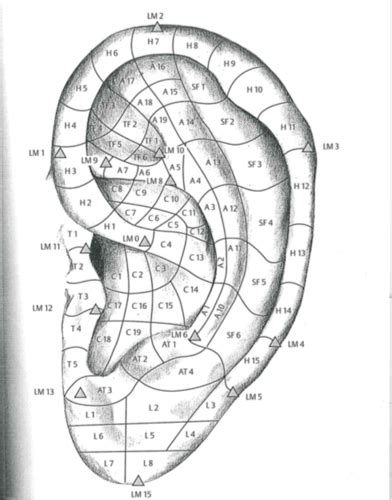 Auricular Acupuncture Superior Anti Helix Crus Location To Midterm