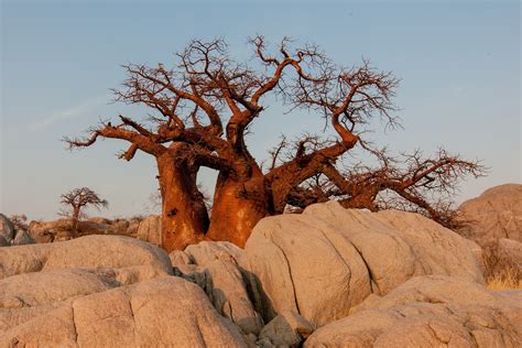 JournÉe Nationale De Larbre Au SÉnÉgal Le Baobab A Honneur De L