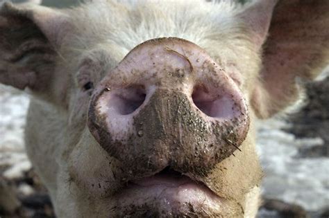 19 Starving Pigs Rescued From Horror Farm Littered With Pig Carcasses