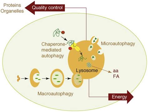 Autophagy What Is The Function Of Autophagy Autophagy In Cancer