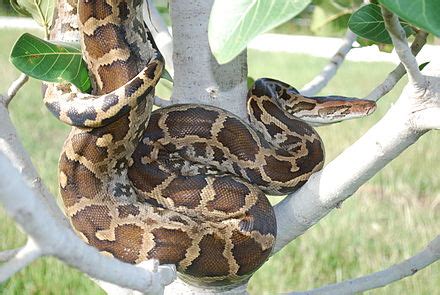 Python molurus | Wiki | Everipedia