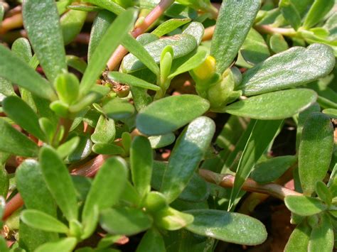 Backyard Patch Herbal Blog Purslane Herb Of The Week