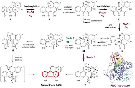 Unveiling the enzymatic mechanism for xanthone formation in ...