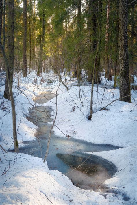 In The March Forest March Valery Vozhdaev Flickr