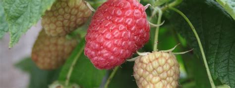 Frambozen Kopen Vanaf Fruitbomen Net