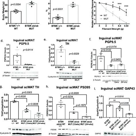 Neuropathy Extends Beyond White Adipose Tissue In Btbr Ob Ob Mice