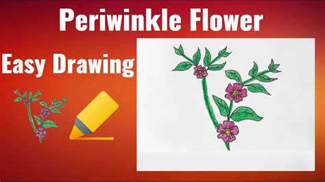 Periwinkle Flower Easy Drawing Learning Easier Step By Step How