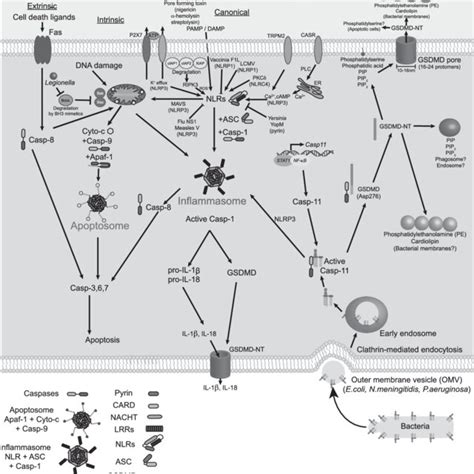 Immunomodulatory Pathways Of Apoptotic And Pyroptotic Cell Death A Download Scientific Diagram