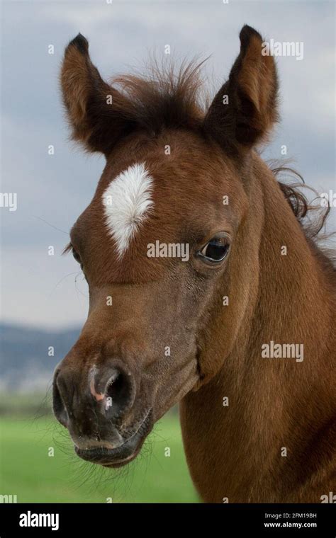 The Arabian or Arab horse is a breed of horse that originated on the ...