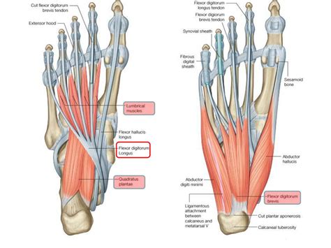 Muscles Of The Foot JOI Jacksonville Orthopaedic Institute Atelier