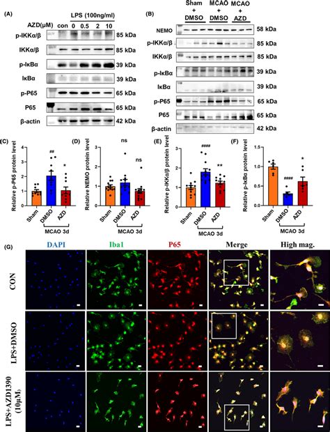 Azd Inhibits Nf B Signaling Pathway In Lpsinduced Microglia And