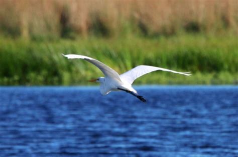 Curiosidades De La Garza El Ave Majestuosa Que Habita Esteros Y