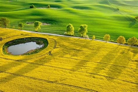 Campo De Violaci N Amarillo En El Campo En Primavera Soleada Foto Premium