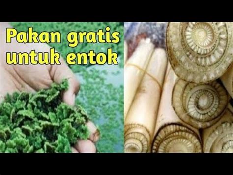 Beternak Entok Jadi Mudah Dengan Jenis Pakan Alternatif Ini Youtube