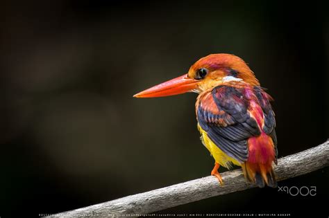 Papel De Parede P Ssaros Animais Natureza Fotografia Animais