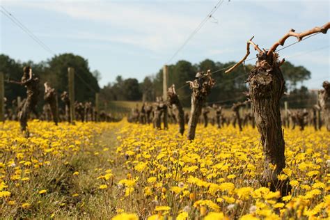 Les vignerons dUni Médoc La balade découverte