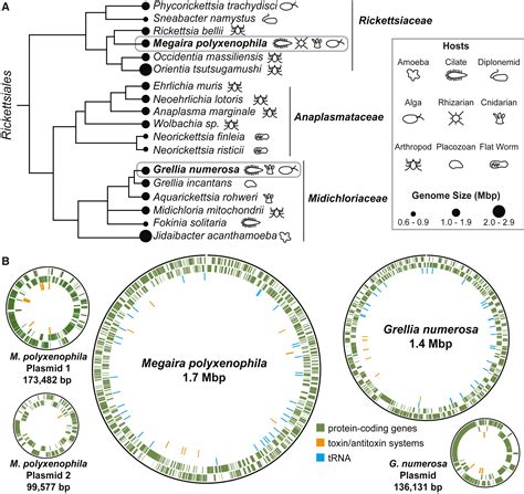 A single cryptomonad cell harbors a complex community of organelles, bacteria, a phage, and ...