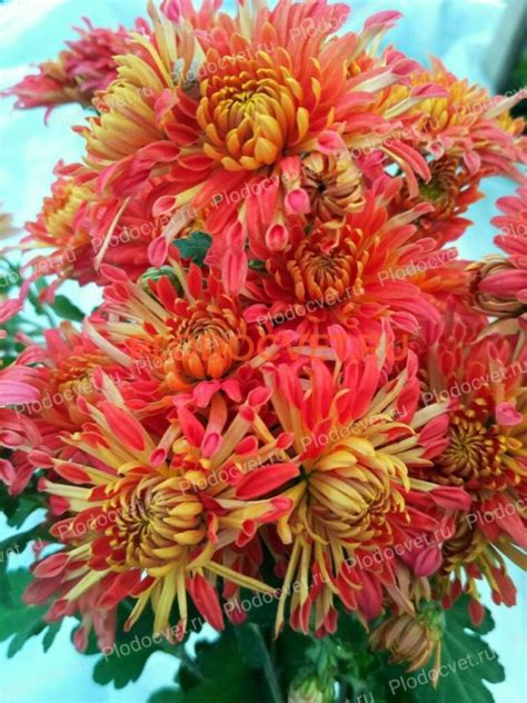 хризантема корейская зимующая в грунте Улыбка осени - Хризантемы, астры ...