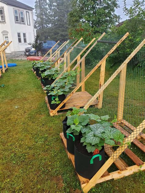 Grow Bags Putting Your Garden In A Bag MyBackyard