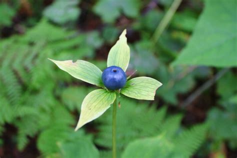 Vierblättrige Einbeere ist Blume des Jahres 2022