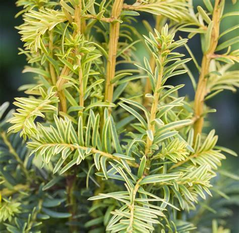 Taxus Baccata Dovastoniana Aurea Bonsai Gelbe Adlerschwingen Eibe