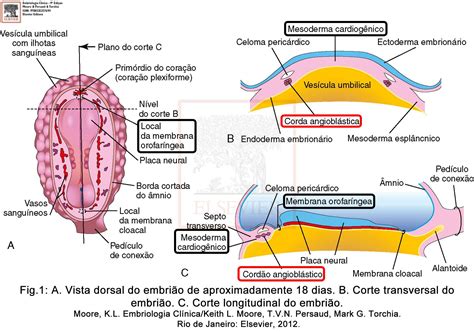 Cap Sistema Cardiovascular Embrionhands