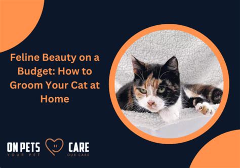 How To Groom Cat At Home Cats Grooming Onpetscare